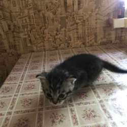 Котёнок девочка в Москве