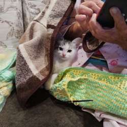 Отдам котенка в добрые руки в Нижнекамске
