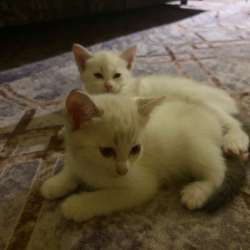 Котята в Челябинске фото 3