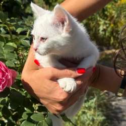 Шотландские котята в Липецке фото 3