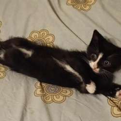 Котёнок в добрые руки