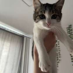 кошка в Томилино