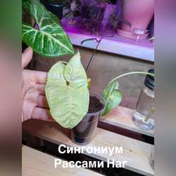 Домашние растения в Москве фото 3
