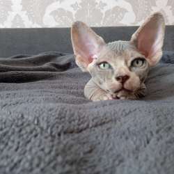 Котята канадского сфинкса (Бамбино - эльф) фото 7