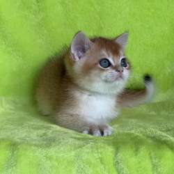 BRIny12 котёнок золотая шиншилла британец