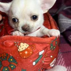 Mini chihuahua фото 5