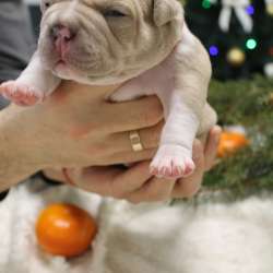 Открыта Бронь на American Bully премиум качества фото 10