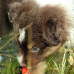 Щенок Miniature American Shepherd (MAS) - кобель фото 4