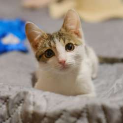 Котенок Степка в добрые руки