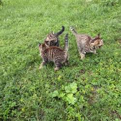 Котята в Канске