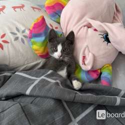 Котенок русский голубой