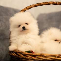 POMERANIAN SPEECHES
