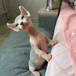 Котята канадского сфинкса (Бамбино - эльф) фото 4