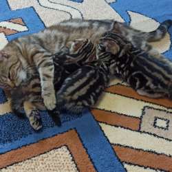 Котята мальчик и девочка британские прямоухие