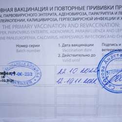 Трехмесячная кошечка ищет дом в Москве фото 11