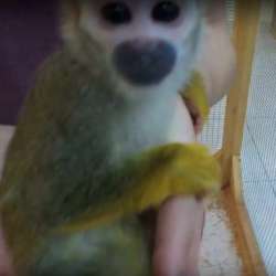 Обезьянка ищет ответственную, обеспеченную Семью. Monkey