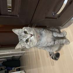 Продаю Котов