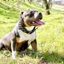 Открыта Бронь на American Bully премиум качества фото 5