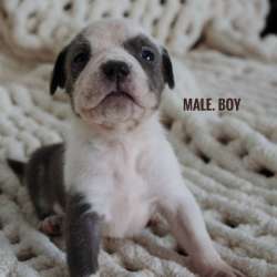 American bully Standart
