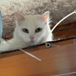Отдаю котов бесплатно!
