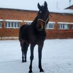Продажа иноходца фото 6