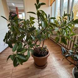 Продам Фикус в Комсомольске-на-Амуре фото 5