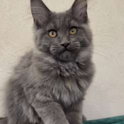 Котенок мейнкун