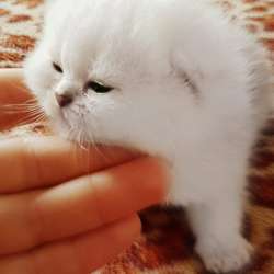 Красивые шикарные котята