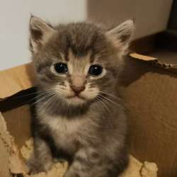 Отдам даром! Котятки: 2 мальчика, 1 девочка фото 6