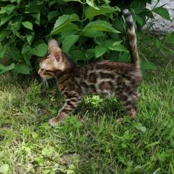 Бенгальские котята фото 5