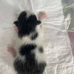 Котенок в добрые руки в Сочи фото 3