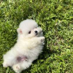 Шпиц Pommerscher spitz