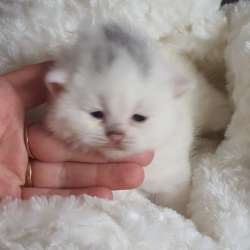 Британские котята, разного возраста, большой выбор фото 4
