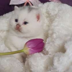 Британские котята, разного возраста, большой выбор фото 10