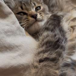 котенок в Уфе