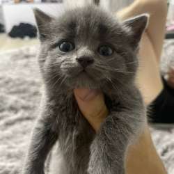 Шотландская прямоухая кошка