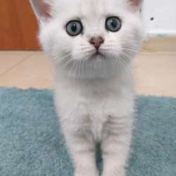 Шотландские котята на продажу