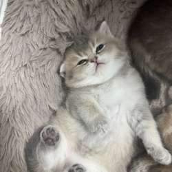 Котенок шиншила в Кизляре