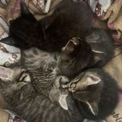 Котята в Хабаровске