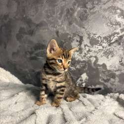 Бенгальские котята в Омске фото 4