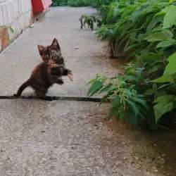 котенок девочка ищет дом в Электростале