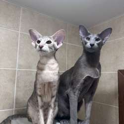 Ориентальные котята, бурманские котята, сфинкс в Санкт-Петербурге