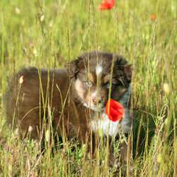Щенок Miniature American Shepherd (MAS) - кобель фото 6