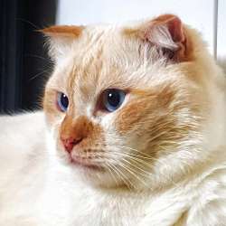 Ласковый голубоглазый шотландский вислоухий кот Лучик