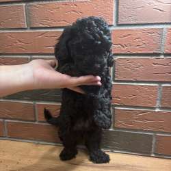 Щенок мальтипу в Смоленске фото 3