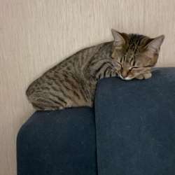 Отдам кошечку в добрые руки!!