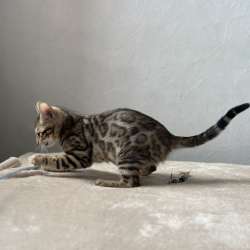 Available Bengal kittens фото 8