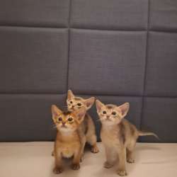 Абиссинские котята