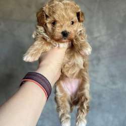 Мальтипу в Дзержинске фото 5