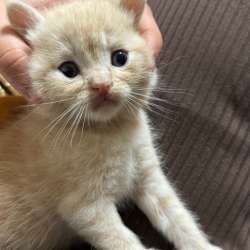 Шотландские котята в Черкесске фото 3